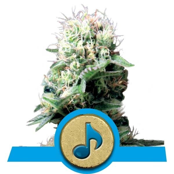 Royal Queen Seeds Samen CBD Dance World feminisiert (3 Samen)