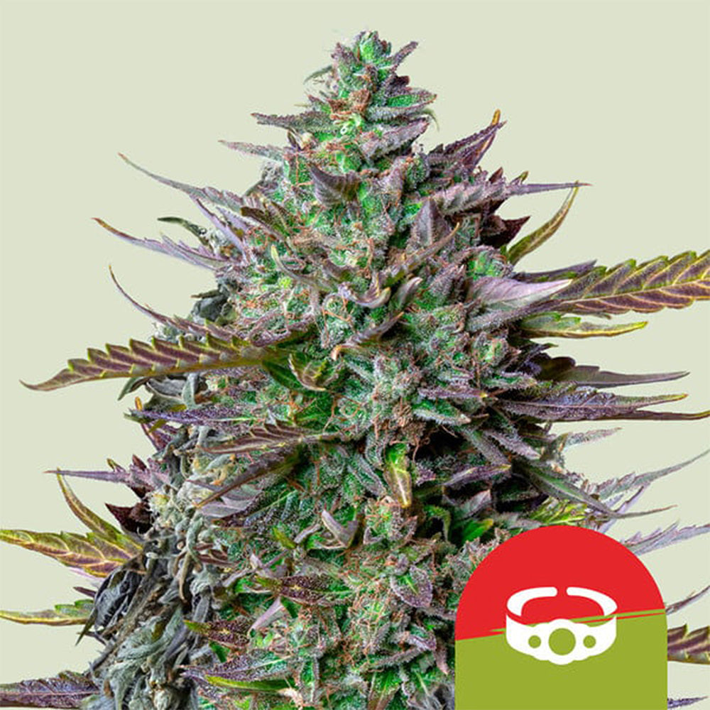 Royal Queen Seeds X Tyson Samen GOAT'lato Auto (3 Samen)
