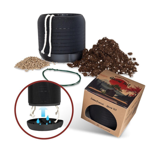 CannaBonsai Growing Kit - Komplettset Schwarz / Pineapple Express