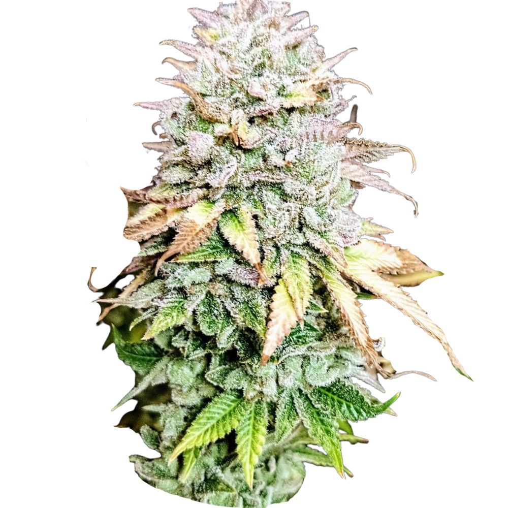 Pure Instinto Samen feminisiert Grateful End OG 30% THC 3 Samen + 1 Gratis