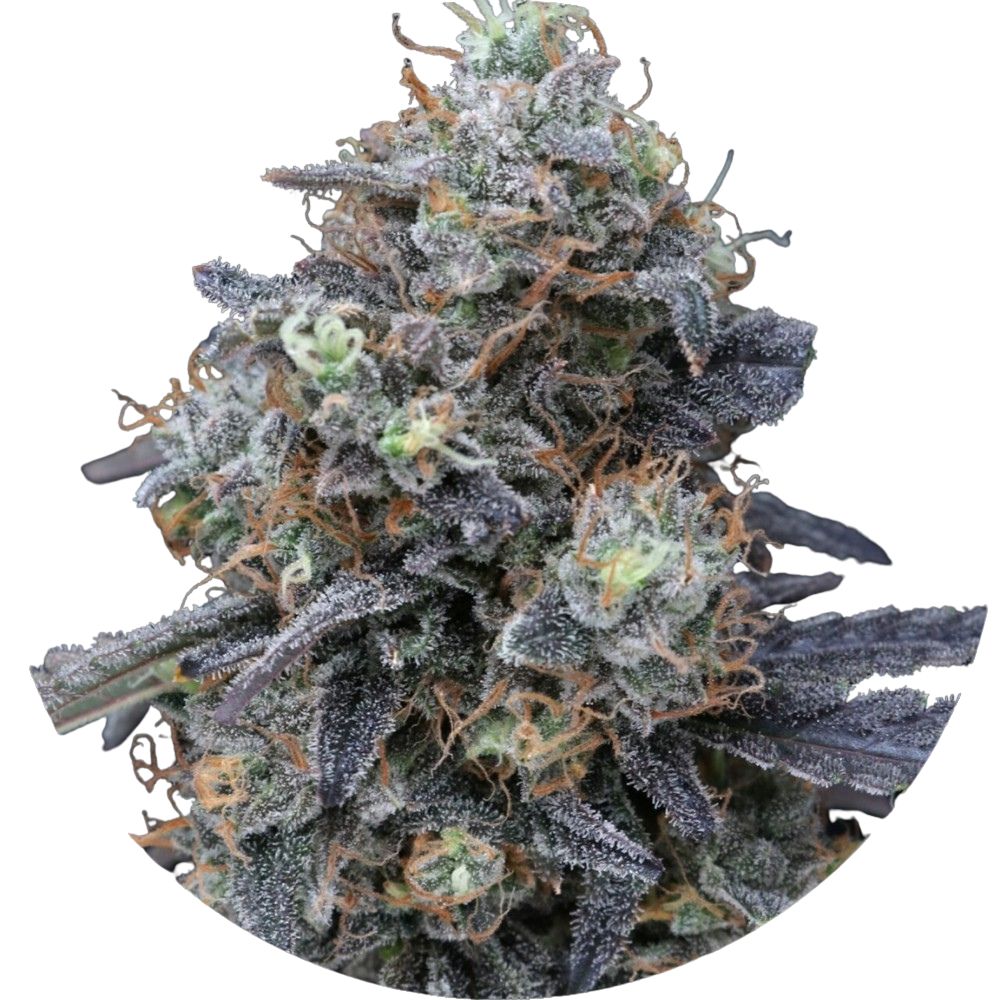 Pure Instinto Samen feminisiert Minty Grape Kush 24% THC 1 Samen