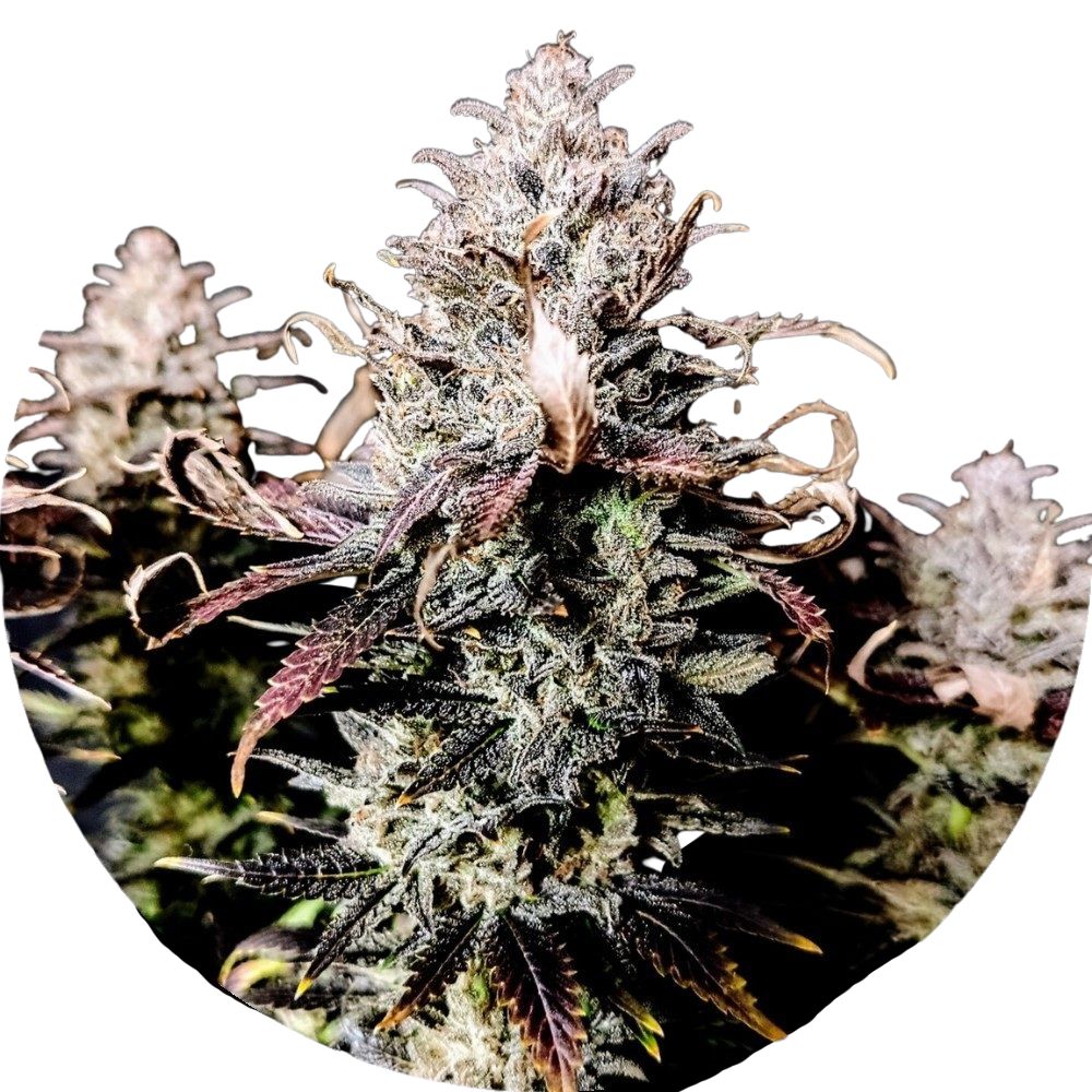 Pure Instinto Samen feminisiert Mimosa 27% THC 1 Samen