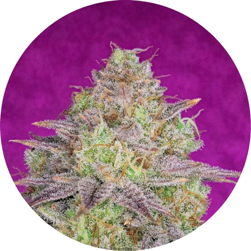 Pure Instinto Samen feminisiert Shiskaberry 21% THC 5 Samen + 2 Gratis