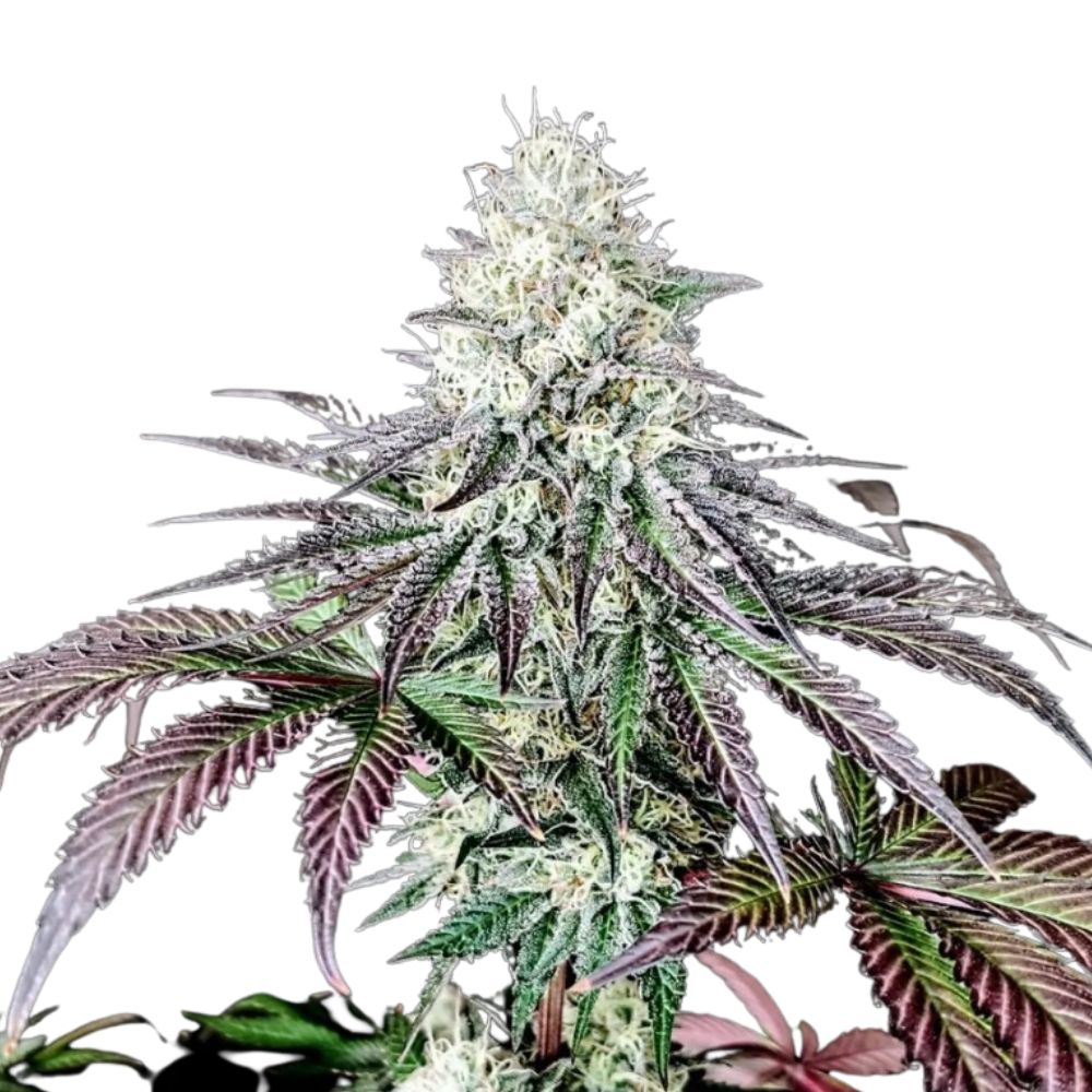 Pure Instinto Samen feminisiert Garlic Cookies 28% THC 3 Samen + 1 Gratis