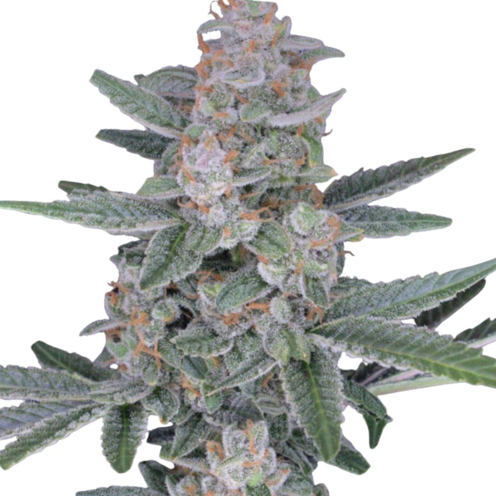 Pure Instinto Samen feminisiert HB Dunkinz 25% THC 3 Samen + 1 Gratis