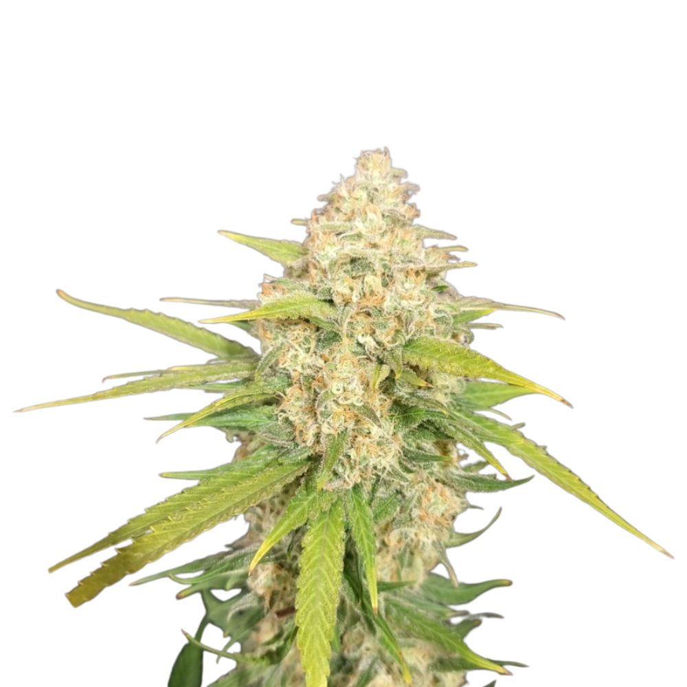 Pure Instinto Samen feminisiert Melon Gum 21% THC 1 Samen