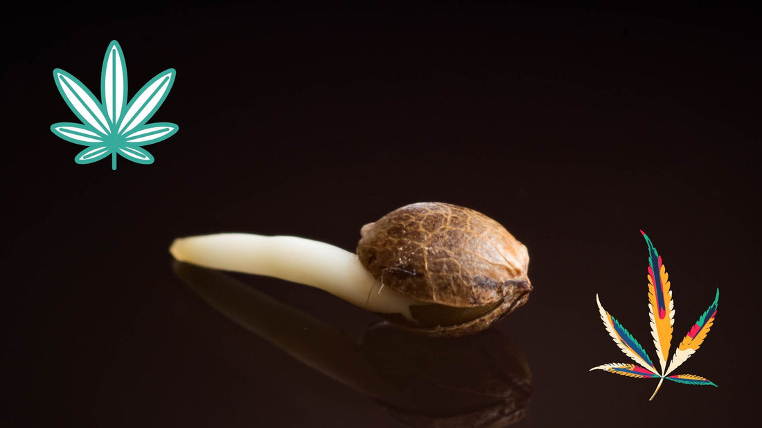Wie lange brauchen Cannabissamen zum Keimen? Keimung & Dauer