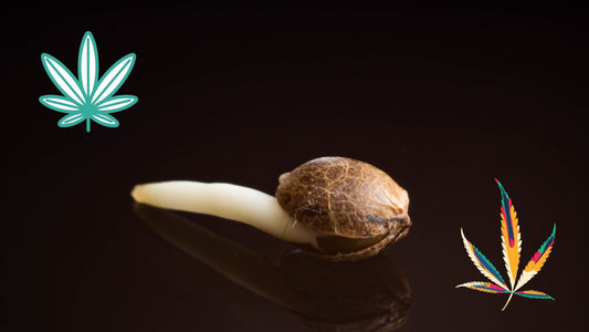 Wie lange brauchen Cannabissamen zum Keimen? Keimung & Dauer