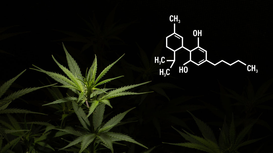 Wie Lange Dauert Es, Bis Cannabis Samen Keimen?