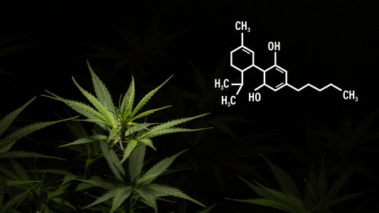 Wie Lange Dauert Es, Bis Cannabis Samen Keimen?