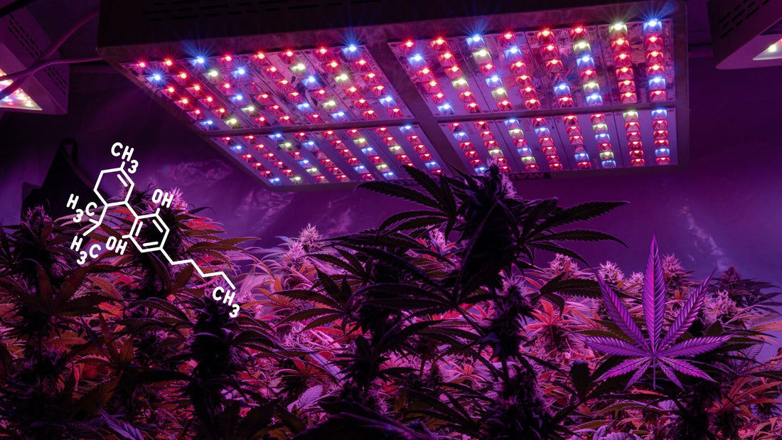 Welche Lichtbedingungen Benötigen Cannabis Samen Zum Keimen?