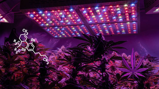 Welche Lichtbedingungen Benötigen Cannabis Samen Zum Keimen?