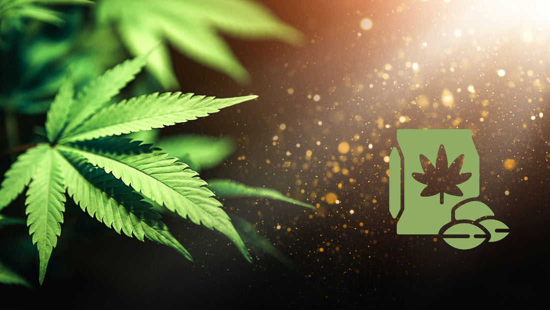 Wie Cannabis Samen Einpflanzen