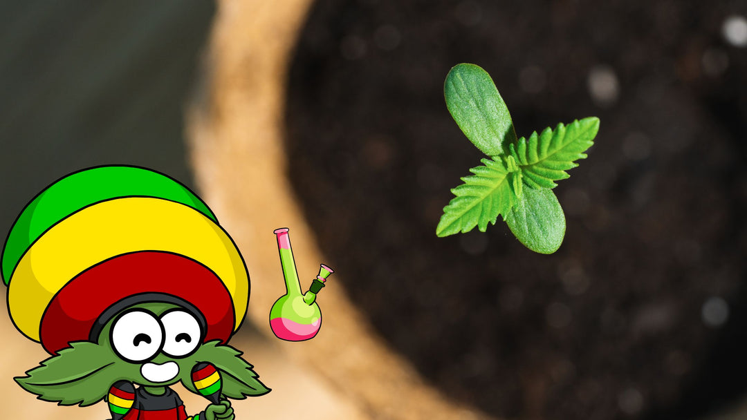 Schritt-für-Schritt-Anleitung: Cannabis Samen bestellt, was nun?