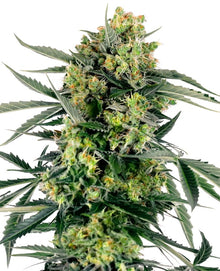 Sensi Seeds - Blue Berry Skittlez Automatic- 3 Samen