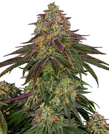 Sensi Seeds - Sweet Cherry Kush feminisiert - 3 Samen