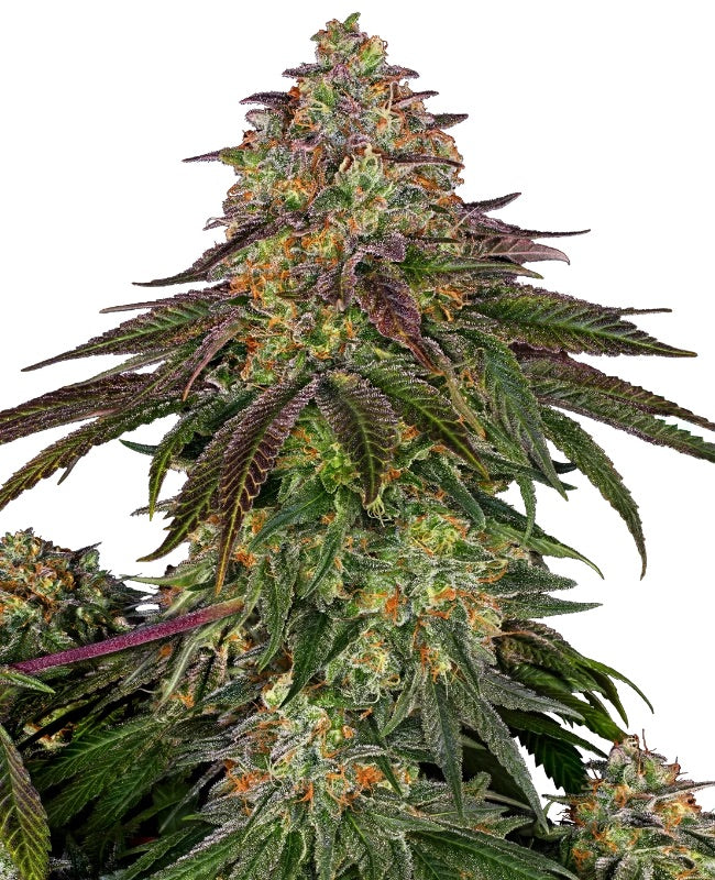 Sensi Seeds - Sweet Cherry Kush feminisiert - 10 Samen