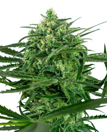 Sensi Seeds - Sensi Amnesia feminisiert - 3 Samen