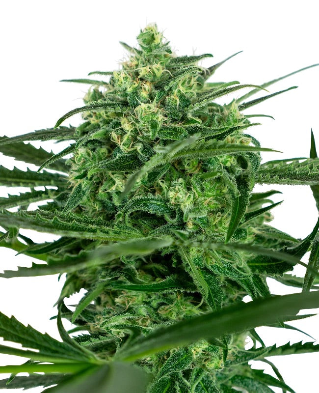Sensi Seeds - Sensi Amnesia feminisiert - 5 Samen