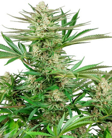 Sensi Seeds - Malibu OG Gold feminisiert - 3 Samen