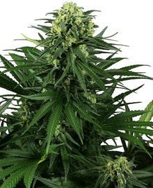 Sensi Seeds - Honey Melon Kush feminisiert - 3 Samen