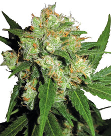 Sensi Seeds - Sensi Skunk feminisiert - 3 Samen