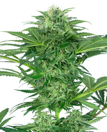 Sensi Seeds - Skunk Dream CBD feminisiert - 5 Samen
