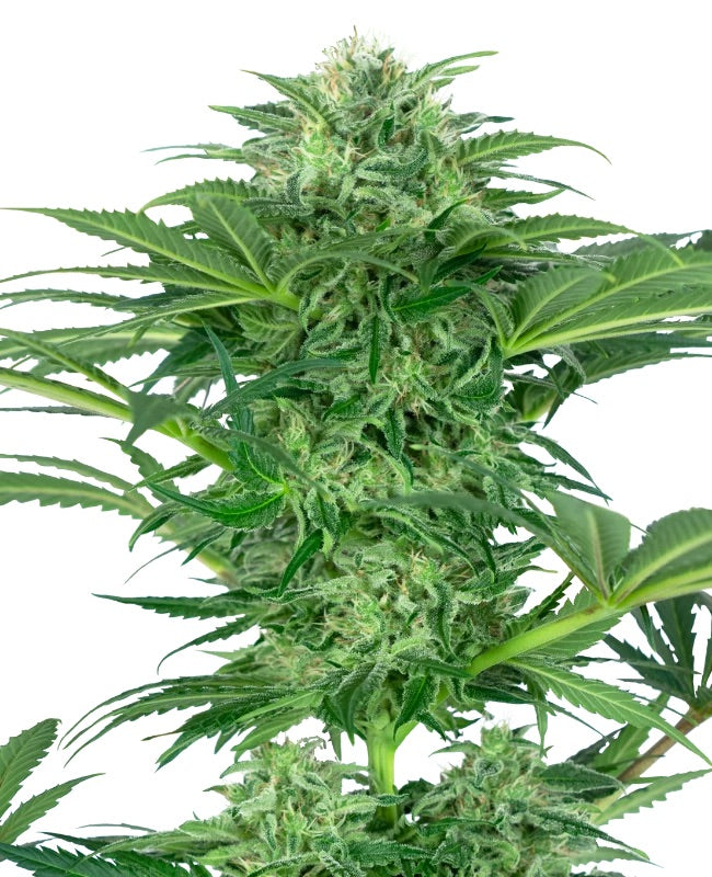 Sensi Seeds - Skunk Dream CBD feminisiert - 10 Samen