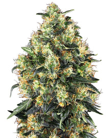Sensi Seeds - Super Skunk Automatic - 5 Samen