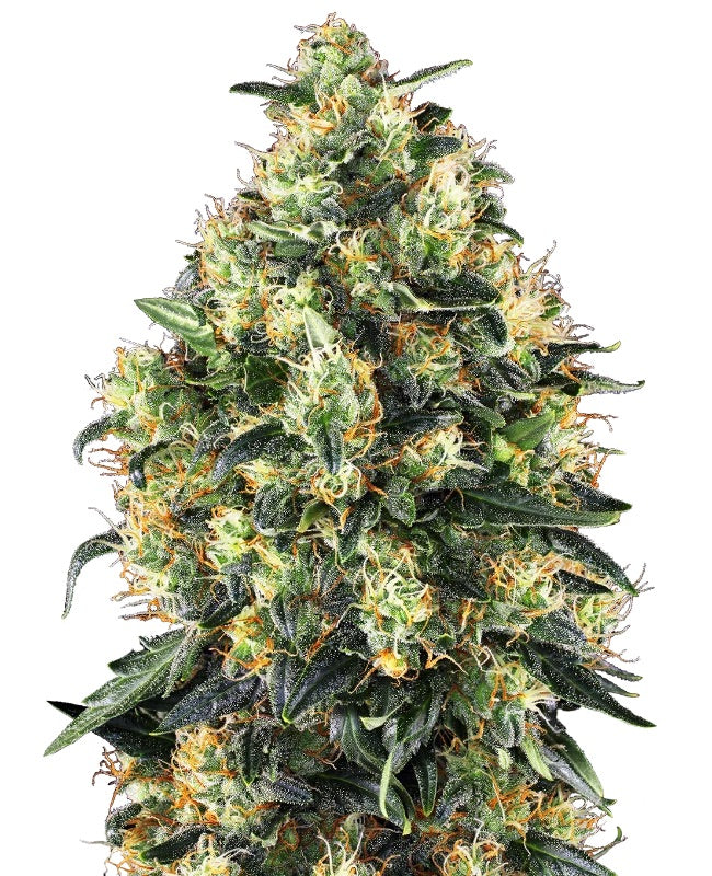 Sensi Seeds - Super Skunk Automatic - 10 Samen