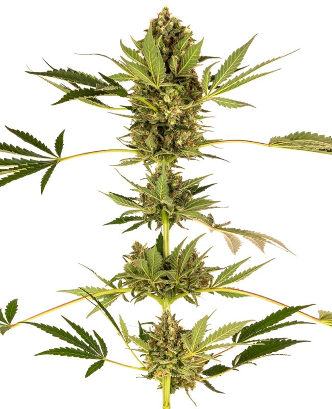 Sensi Seeds - Himalayan CBD feminisiert - 5 Samen