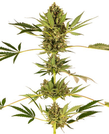 Sensi Seeds - Himalayan CBD feminisiert - 10 Samen