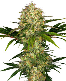 Sensi Seeds - Afghani #1 feminisiert - 3 Samen