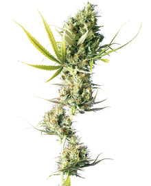 Sensi Seeds - Durban feminisiert - 3 Samen