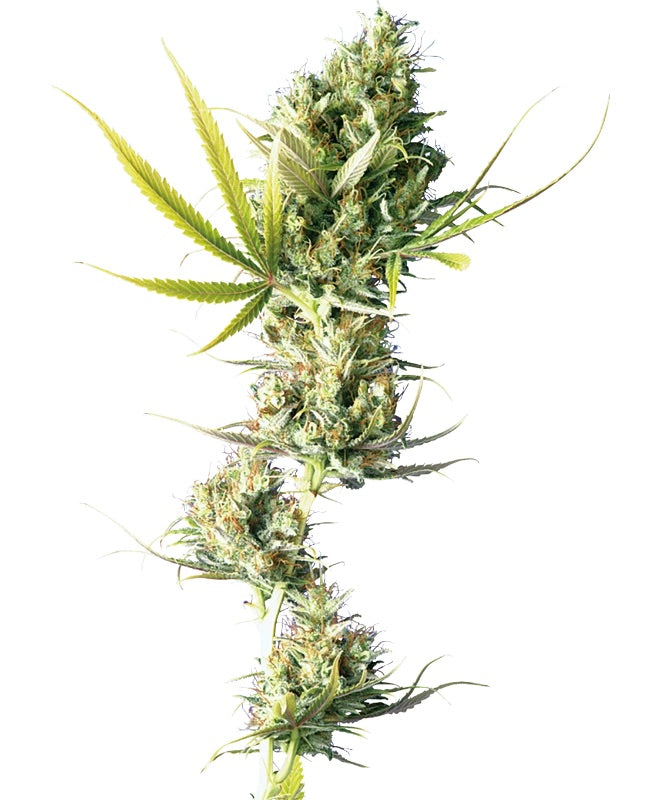 Sensi Seeds - Durban feminisiert - 5 Samen