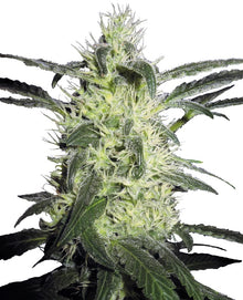 Sensi Seeds - Silver Haze feminisiert - 3 Samen