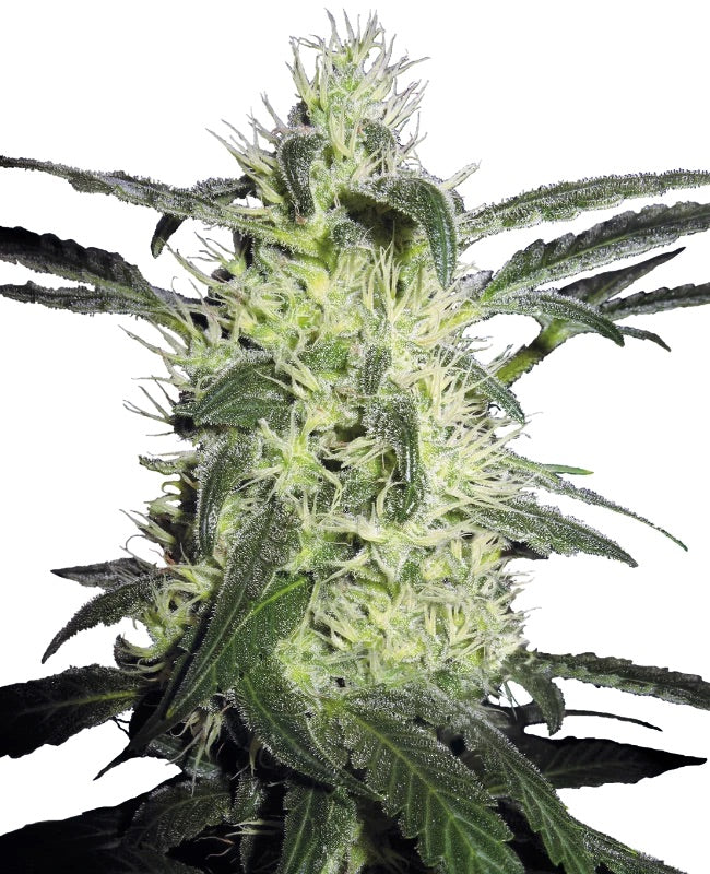Sensi Seeds - Silver Haze feminisiert - 5 Samen