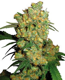 Sensi Seeds - Big Bud feminisiert - 3 Samen