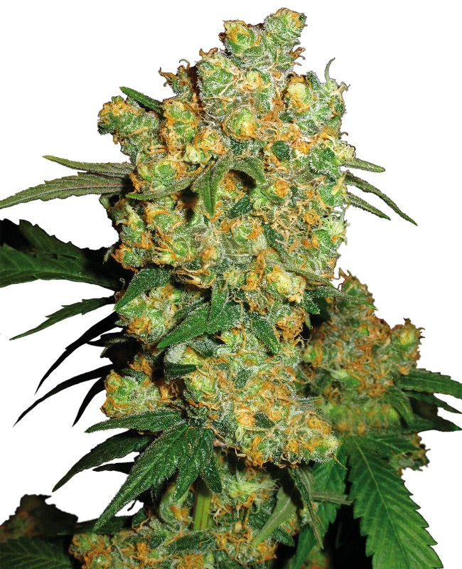 Sensi Seeds - Big Bud feminisiert - 25 Samen