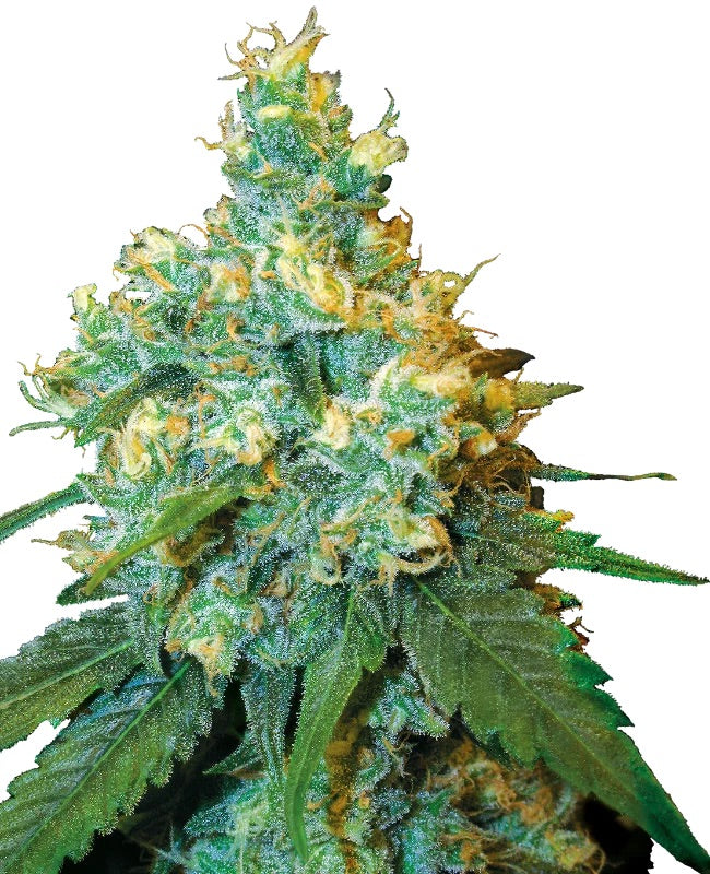 Sensi Seeds - Jack Herer feminisiert - 3 Samen