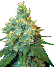 Sensi Seeds - Jack Herer feminisiert - 3 Samen