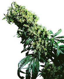 Sensi Seeds - Northern Lights #5 X Haze feminisiert - 3 Samen