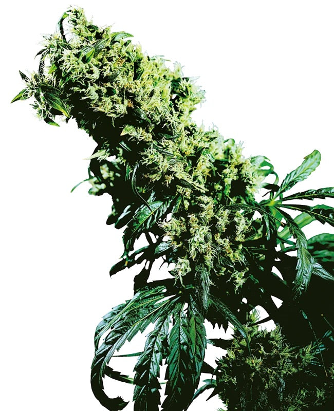 Sensi Seeds - Northern Lights #5 X Haze feminisiert - 10 Samen
