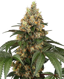 Sensi Seeds - Chocolate Rainbow XXL feminisiert - 3 Samen