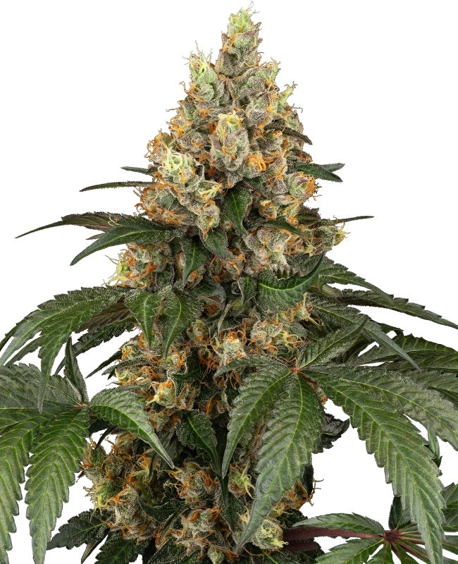 Sensi Seeds - Chocolate Rainbow XXL feminisiert - 10 Samen