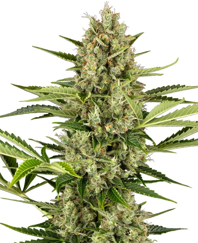 Sensi Seeds - Jack herer Automatic - 3 Samen