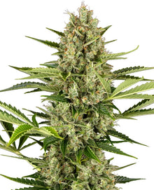 Sensi Seeds - Jack herer Automatic - 3 Samen