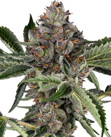 Sensi Seeds - Papaya Jealousy feminisiert - 3 Samen