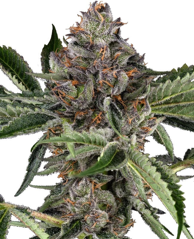 Sensi Seeds - Papaya Jealousy feminisiert - 10 Samen