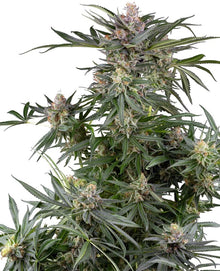 Sensi Seeds - Dosimosa feminisiert - 3 Samen